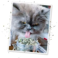 Meowijuana Purrple Passion Large Catnip Buds 10 Meowijuana Purrple Passion Large Catnip Buds -Trixie || Catit || Nature's Miracle Shop 125628 PT3. AC SS1800 V1631683622