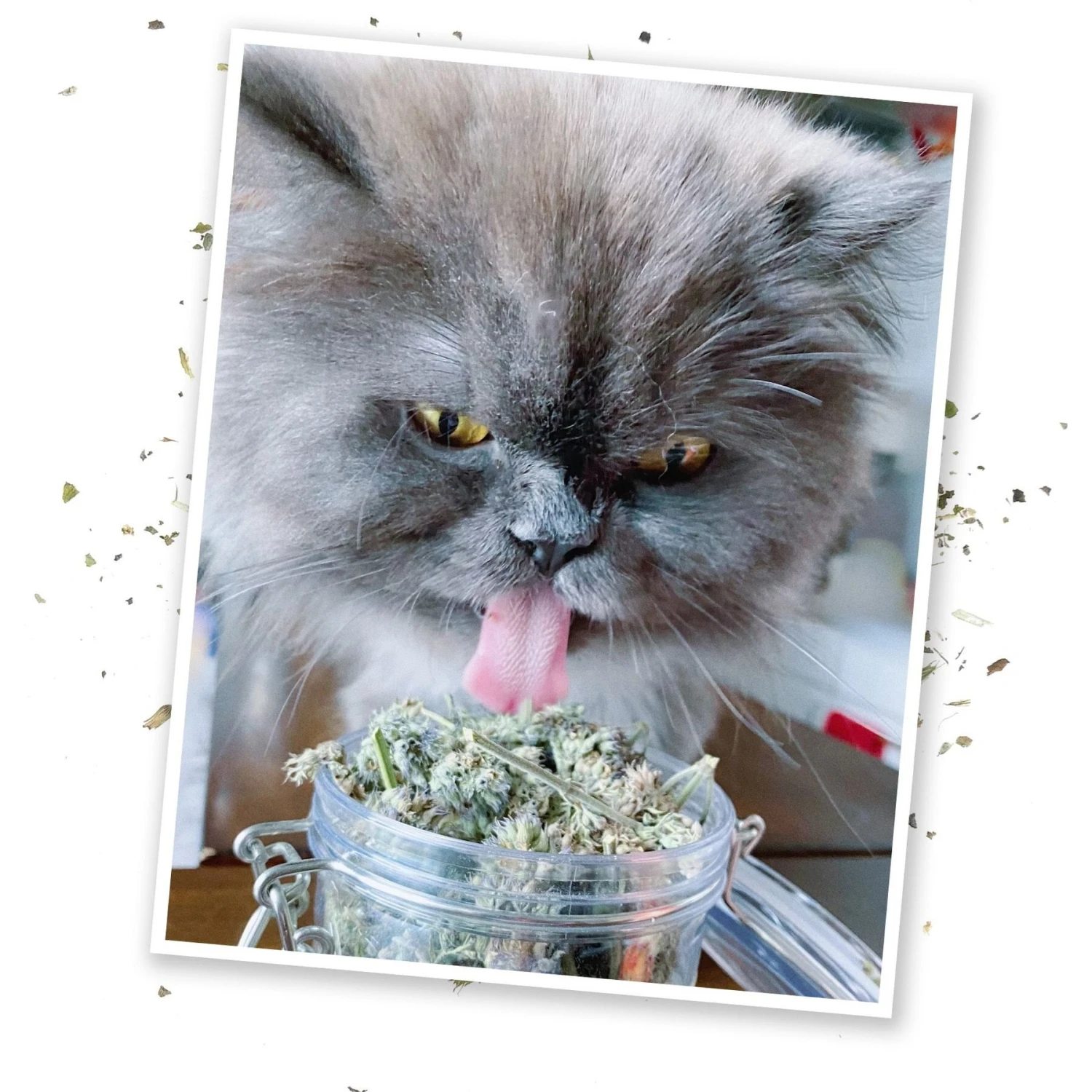 Meowijuana Purrple Passion Large Catnip Buds 6 Meowijuana Purrple Passion Large Catnip Buds - Image 4