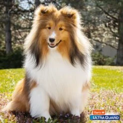 Hartz UltraGuard Plus Flea & Tick Odor Eliminating Home Spray 12 Hartz UltraGuard Plus Flea & Tick Odor Eliminating Home Spray -Trixie || Catit || Nature's Miracle Shop 145781 PT4. AC SS1800 V1651265509