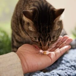 Redbarn Protein Puffs Chicken Flavor Cat Treats -Trixie || Catit || Nature's Miracle Shop 148795 PT3. AC SS1800 V1669928245