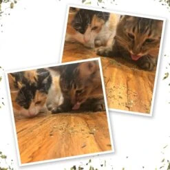 Meowijuana Kalico Kush Catnip & Valerian Root Blend Catnip -Trixie || Catit || Nature's Miracle Shop 156565 PT4. AC SS1800 V1631688101