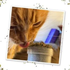 Meowijuana Kalico Kush Catnip & Valerian Root Blend Catnip -Trixie || Catit || Nature's Miracle Shop 156565 PT5. AC SS1800 V1631683591