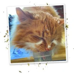 Meowijuana Kalico Kush Catnip & Valerian Root Blend Catnip -Trixie || Catit || Nature's Miracle Shop 156565 PT6. AC SS1800 V1631678828