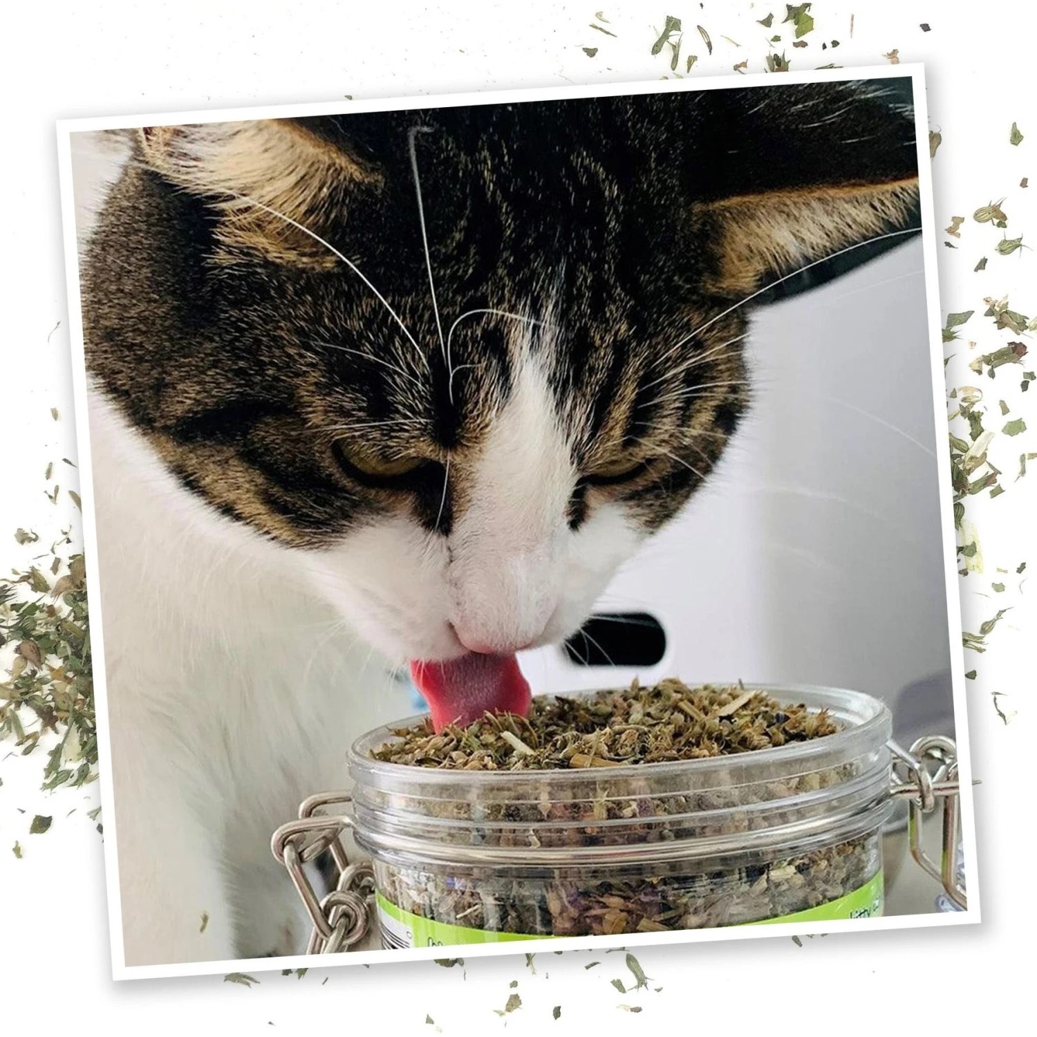 Meowijuana Catnip Pawty Mix, 60-g Jar 6 Meowijuana Catnip Pawty Mix, 60-g Jar - Image 4