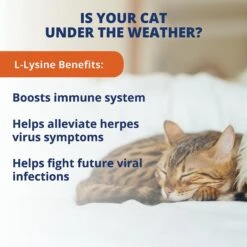 Under The Weather L-Lysine Soft Chews Cat Supplement 10 Under The Weather L-Lysine Soft Chews Cat Supplement -Trixie || Catit || Nature's Miracle Shop 180464 PT2. AC SS1800 V1618875730