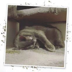 Meowijuana Whisker Tickler Catnip, Chamomile, & Dandelion Blend -Trixie || Catit || Nature's Miracle Shop 181288 PT4. AC SS1800 V1631684771