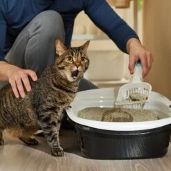 Arm & Hammer Litter Slide Multi-Cat Scented Clumping Clay Cat Litter -Trixie || Catit || Nature's Miracle Shop 207535 PT3. AC SS1800 V1676491989