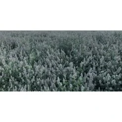 From The Field Catnip Buds Cat Treats -Trixie || Catit || Nature's Miracle Shop 221406 PT3. AC SS1800 V1594837873