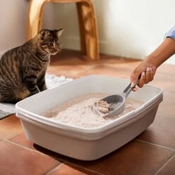 Frisco Natural Lightly Scented Clumping Grass Cat Litter 13 Frisco Natural Lightly Scented Clumping Grass Cat Litter -Trixie || Catit || Nature's Miracle Shop 230714 PT4. AC SS1800 V1659023184