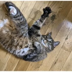 Meowijuana Feline Frost Catnip, Silvervine, & Peppermint Blend Catnip, 26-gram Bottle -Trixie || Catit || Nature's Miracle Shop 235814 PT3. AC SS1800 V1631682458