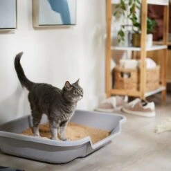 Catalyst Pet Multi-Cat Formula Cat Litter -Trixie || Catit || Nature's Miracle Shop 241764 PT3. AC SS1800 V1680789563