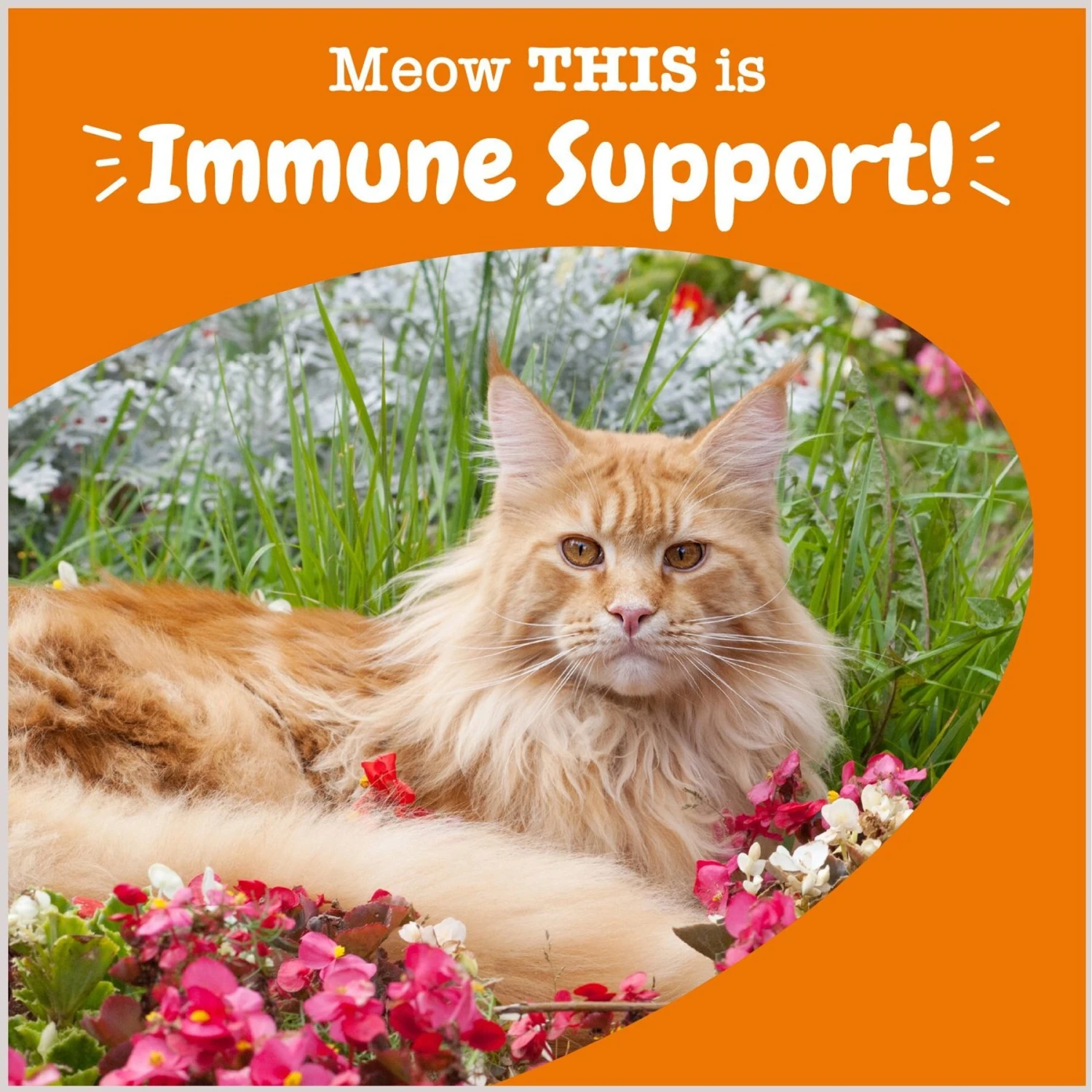 Zesty Paws Aller-Immune Bites Bacon Flavored Supplement For Cats 7 Zesty Paws Aller-Immune Bites Bacon Flavored Supplement For Cats - Image 5