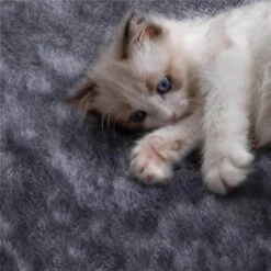 Yaheetech 54.5" H Multilevel Indoor Cat Tree & Condo -Trixie || Catit || Nature's Miracle Shop 266569 PT7. AC SS1800 V1619638642