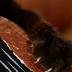 Emmy's Best Pet Products Stop The Scratch Max Strength Cat Scratch Deterrent Spray, 8-oz Bottle 14 Emmy's Best Pet Products Stop The Scratch Max Strength Cat Scratch Deterrent Spray, 8-oz Bottle -Trixie || Catit || Nature's Miracle Shop 266643 PT5. AC SS1800 V1610818103