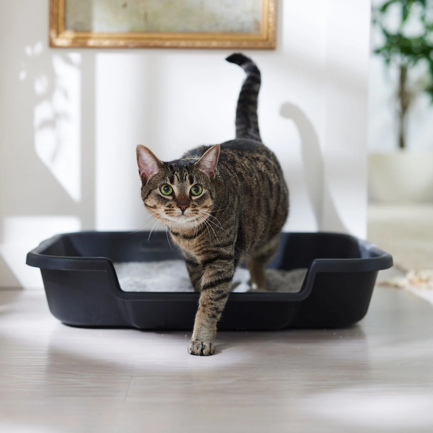 Noba Soy Ultra Clumping Cat Litter, 10-L Bag 6 Noba Soy Ultra Clumping Cat Litter, 10-L Bag - Image 4