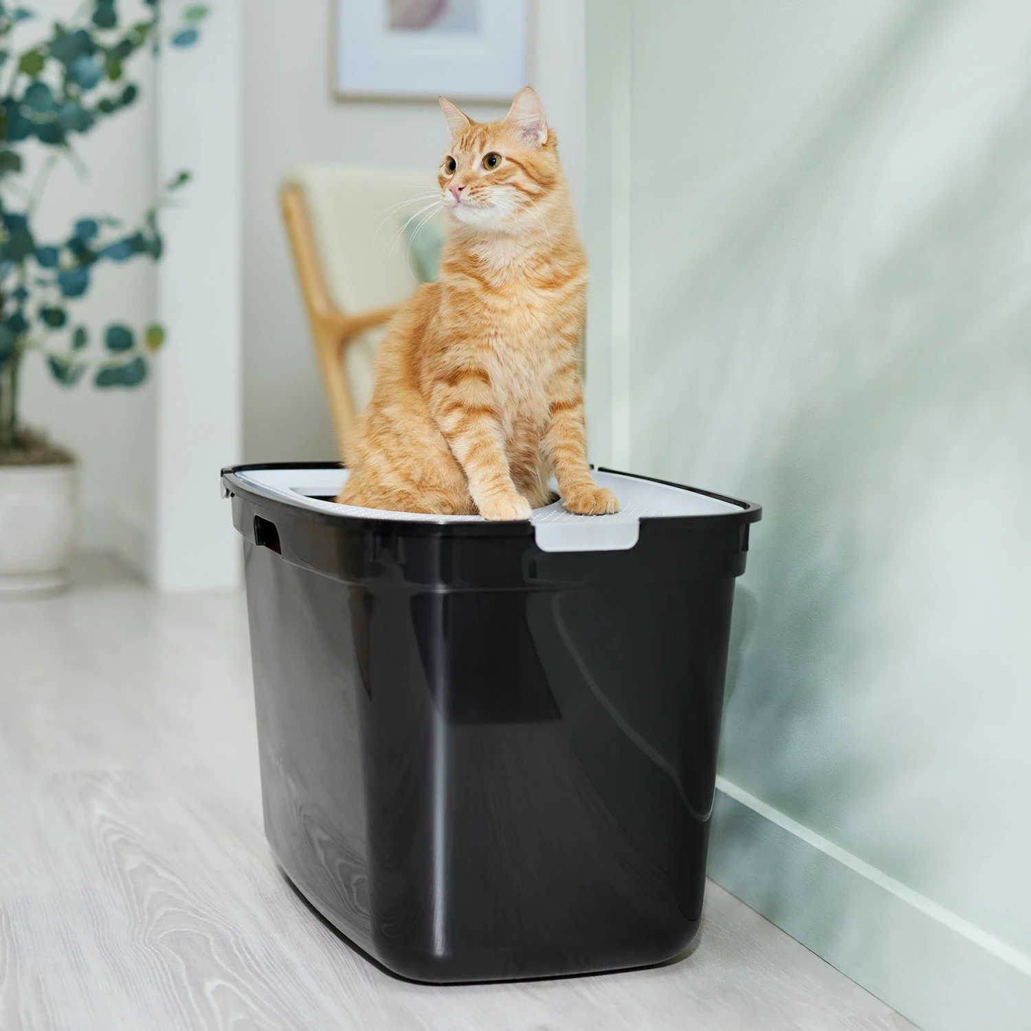 Frisco Top Entry Cat Litter Box, Extra Large 3 Frisco Top Entry Cat Litter Box, Extra Large