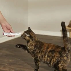 Caru Daily Dish Smoothies Tuna Flavored Lickable Cat Treats 9 Caru Daily Dish Smoothies Tuna Flavored Lickable Cat Treats -Trixie || Catit || Nature's Miracle Shop 294590 PT2. AC SS1800 V1620792458