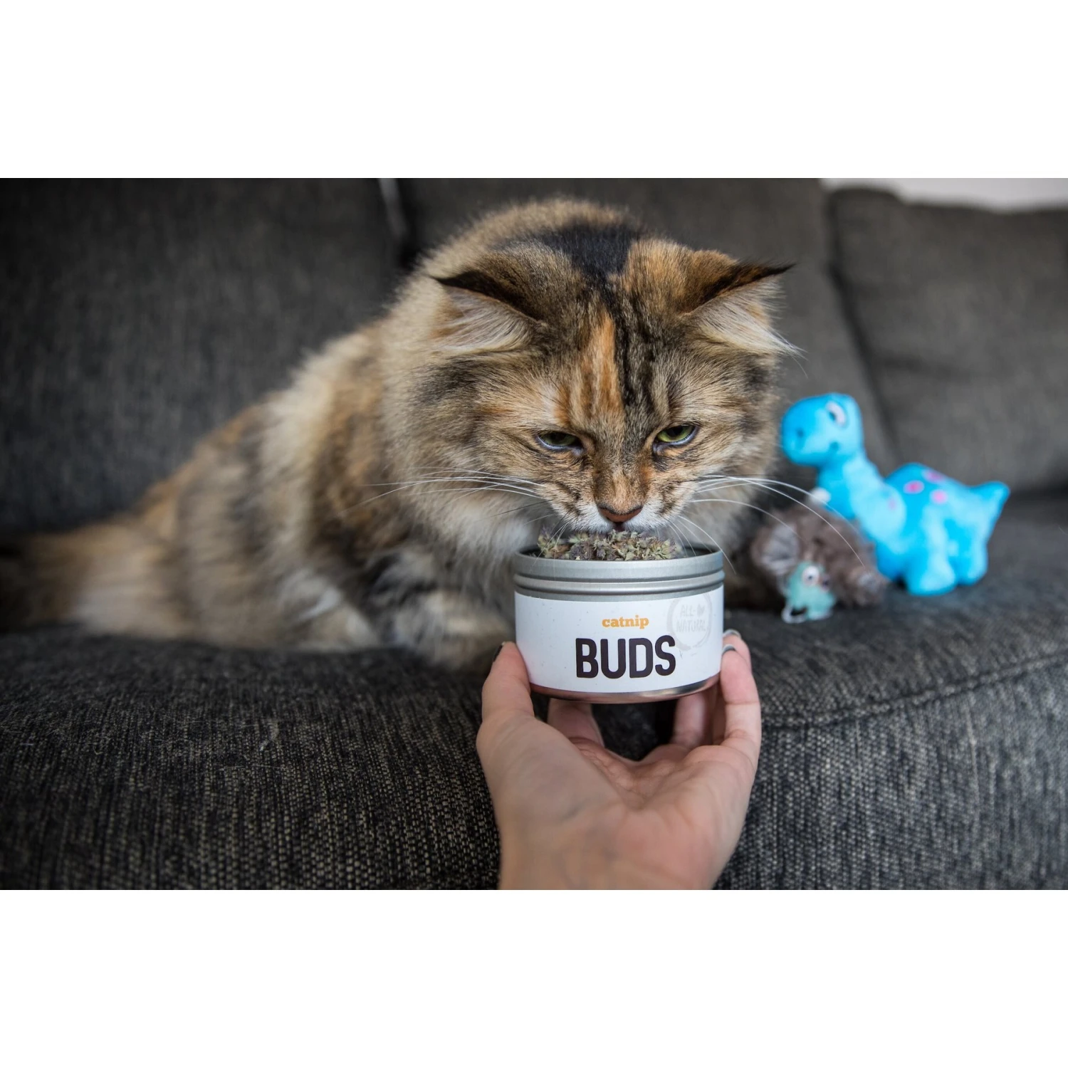 Litterbox.com Buds Catnip, 0.4-oz Tin 6 Litterbox.com Buds Catnip, 0.4-oz Tin - Image 4