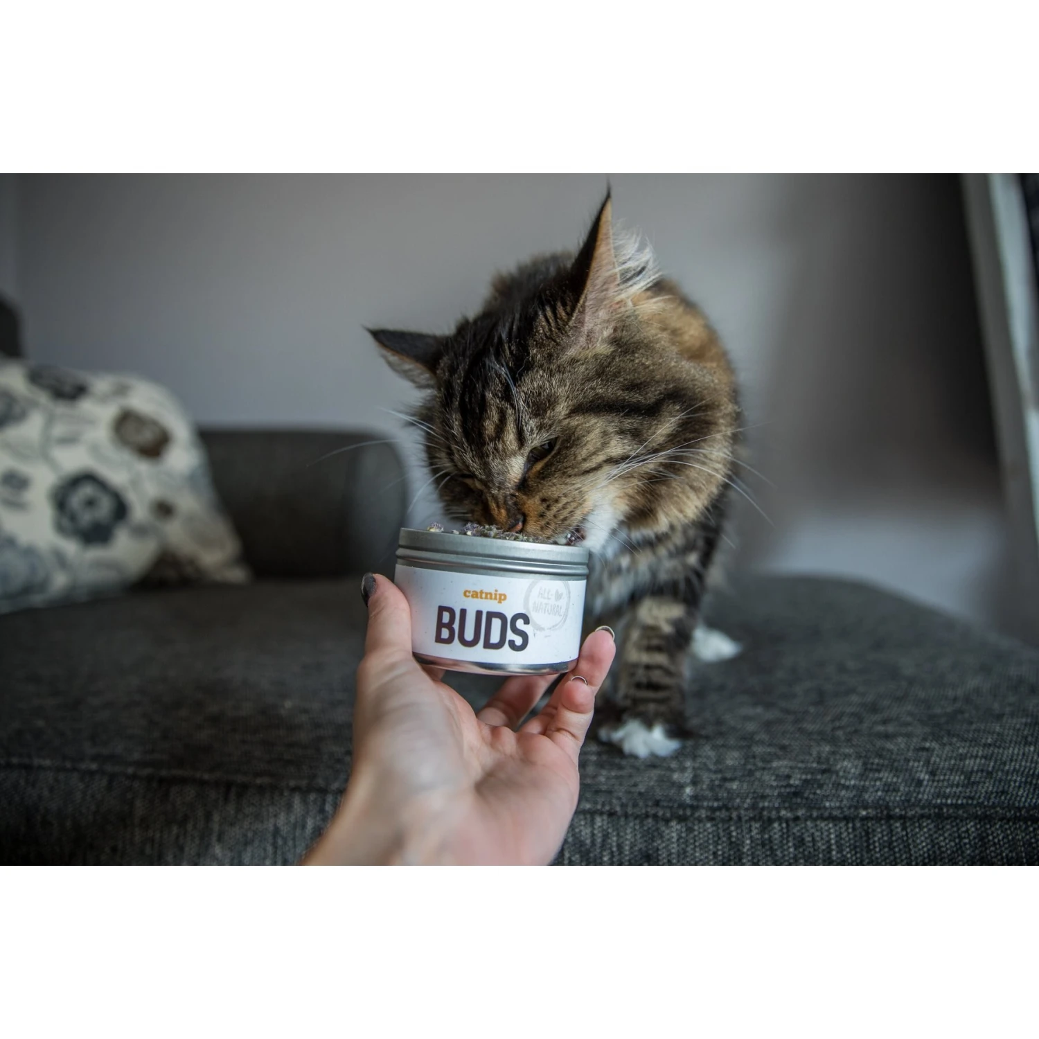 Litterbox.com Buds Catnip, 0.4-oz Tin 7 Litterbox.com Buds Catnip, 0.4-oz Tin - Image 5