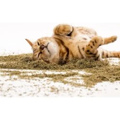 Litterbox.com Silver Vine Catnip, 1-oz Tin -Trixie || Catit || Nature's Miracle Shop 333919 PT4. AC SS1800 V1633534304