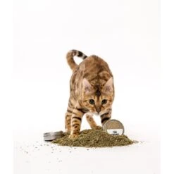 Litterbox.com Fine Ground Catnip, 1-oz Tin -Trixie || Catit || Nature's Miracle Shop 333921 PT3. AC SS1800 V1633534408