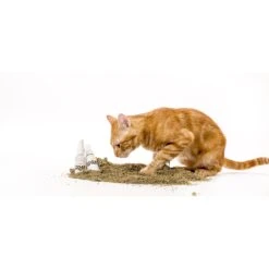 Litterbox.com Spray Catnip, 1-oz Bottle -Trixie || Catit || Nature's Miracle Shop 333925 PT2. AC SS1800 V1633534431