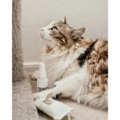 Litterbox.com Spray Catnip, 1-oz Bottle -Trixie || Catit || Nature's Miracle Shop 333925 PT3. AC SS1800 V1633534482