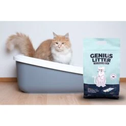 Alpha Paw Genius Litter With Health Indicator Cat Litter, 6-lbs -Trixie || Catit || Nature's Miracle Shop 344555 PT3. AC SS1800 V1667332411