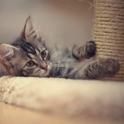 Pet Adobe 19-in Sisal Cat Tree & Condo -Trixie || Catit || Nature's Miracle Shop 345039 PT4. AC SS1800 V1637279604