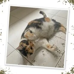 Meowijuana Garden Pawty Dill, Parsley & Valerian Root Blend Catnip, 0.92-oz Bottle -Trixie || Catit || Nature's Miracle Shop 346158 PT4. AC SS1800 V1637004109