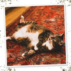 Meowijuana Thyme Out Blend Catnip, 0.92-oz Bottle 11 Meowijuana Thyme Out Blend Catnip, 0.92-oz Bottle -Trixie || Catit || Nature's Miracle Shop 346160 PT4. AC SS1800 V1637004098