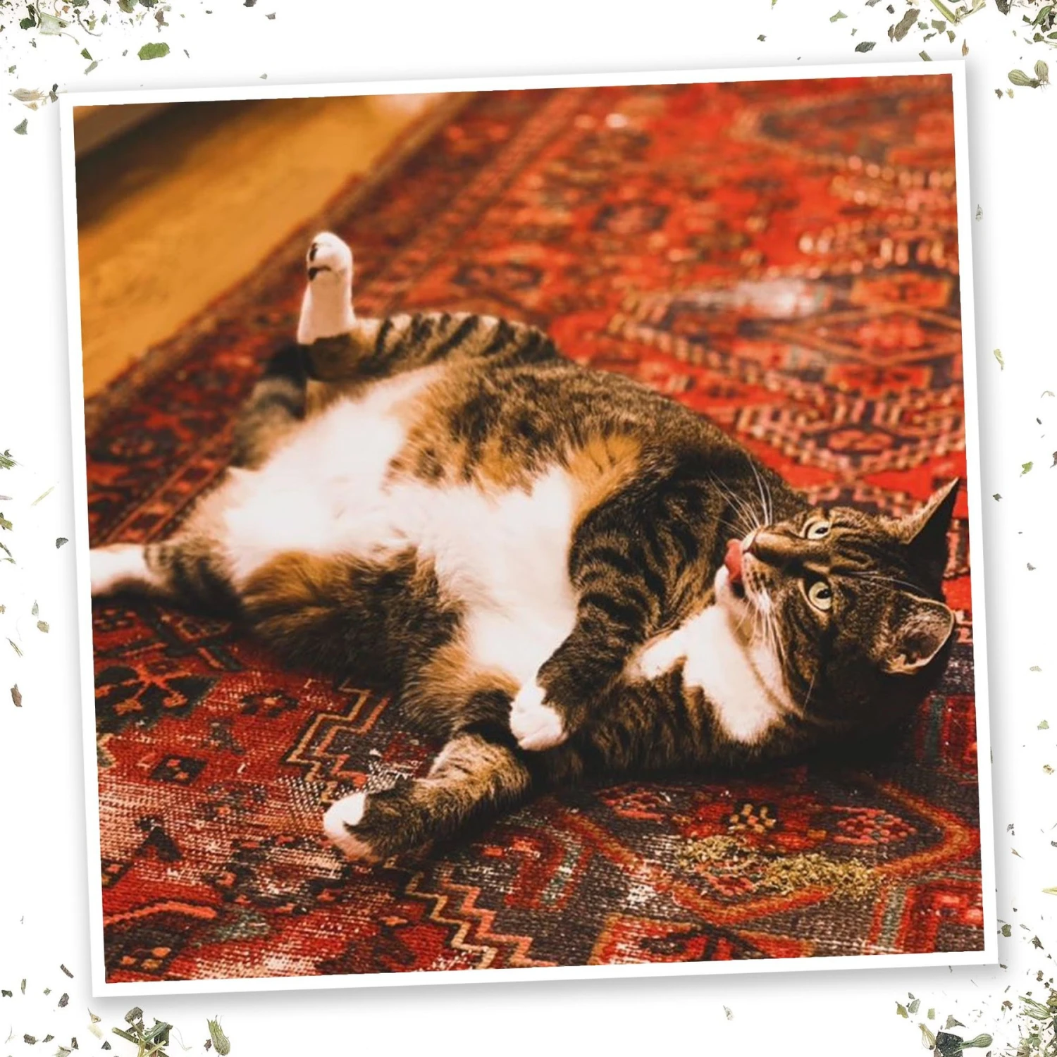 Meowijuana Thyme Out Blend Catnip, 0.92-oz Bottle 7 Meowijuana Thyme Out Blend Catnip, 0.92-oz Bottle - Image 5