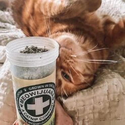 Meowijuana Honeysuckle Haze Blend Catnip, 0.92-oz Bottle 13 Meowijuana Honeysuckle Haze Blend Catnip, 0.92-oz Bottle -Trixie || Catit || Nature's Miracle Shop 346162 PT5. AC SS1800 V1637004078