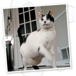 Meowijuana Bubbles With Honeysuckle Catnip, 5-oz Bottle -Trixie || Catit || Nature's Miracle Shop 346166 PT4. AC SS1800 V1637004117