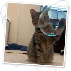 Meowijuana Bubbles With Honeysuckle Catnip, 5-oz Bottle -Trixie || Catit || Nature's Miracle Shop 346166 PT5. AC SS1800 V1637004126