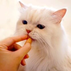 Inaba Cat Churu Fun Bites Chicken, Tuna, & Scallop Flavored Wraps Natural Chewy Cat Treats, 2.1-oz, 3 Count -Trixie || Catit || Nature's Miracle Shop 576886 PT5. AC SS1800 V1667334822