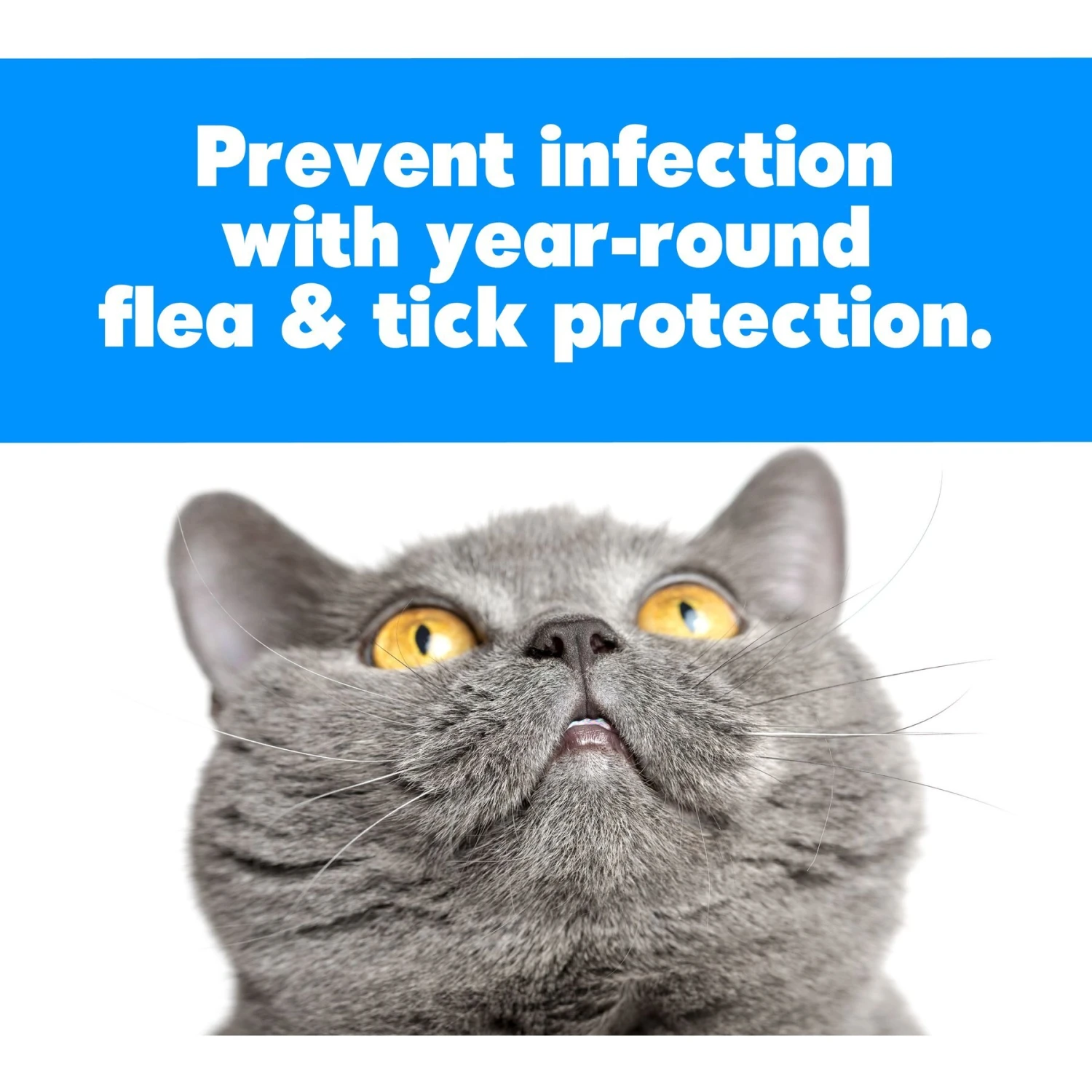 Safari Flea Comb For Cats 4 Safari Flea Comb For Cats - Image 2