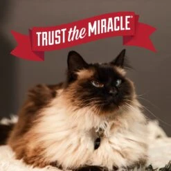 Nature's Miracle Intense Defense Scented Clumping Clay Cat Litter -Trixie || Catit || Nature's Miracle Shop 633374 PT6. AC SS1800 V1667947582