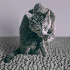 CatGuru Litter Mat, Gray 12 CatGuru Litter Mat, Gray -Trixie || Catit || Nature's Miracle Shop 641030 PT4. AC SS1800 V1663797989