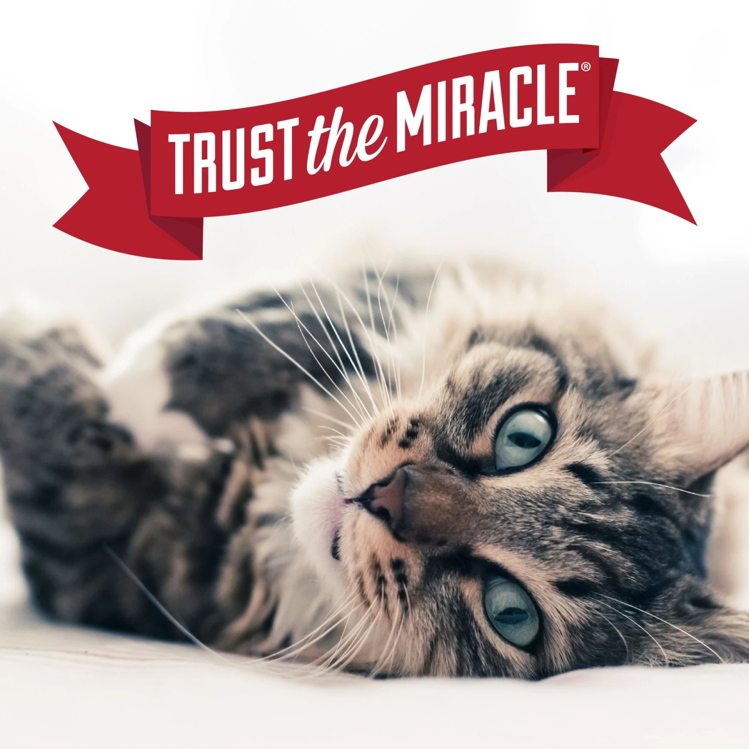 Nature's Miracle Just For Cats Pet Block Cat Repellent Spray 11 Nature's Miracle Just For Cats Pet Block Cat Repellent Spray - Image 9