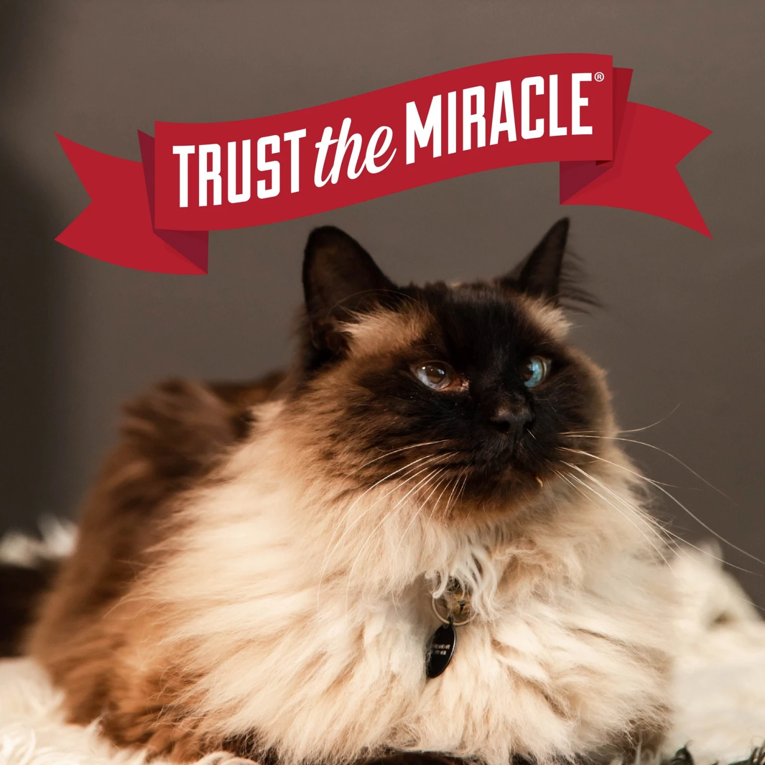 Nature's Miracle Intense Defense Unscented Clumping Clay Cat Litter 10 Nature's Miracle Intense Defense Unscented Clumping Clay Cat Litter - Image 8