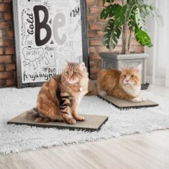 Way Basics Eco ZBoard Premium Cat Scratcher, 2 Count -Trixie || Catit || Nature's Miracle Shop 675390 PT2. AC SS1800 V1665779430