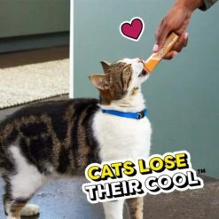 Temptations Creamy Puree With Beef Liver & Cheese Variety Pack Lickable Cat Treats, 12-gm Pouch -Trixie || Catit || Nature's Miracle Shop 691222 PT8. AC SS1800 V1703798230