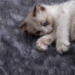 Yaheetech 3-Level Plush Cat Tree, Dark Gray, Medium 12 Yaheetech 3-Level Plush Cat Tree, Dark Gray, Medium -Trixie || Catit || Nature's Miracle Shop 705022 PT3. AC SS1800 V1668546620