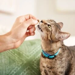 Rachael Ray Nutrish Wheelies Salmon Cat Treats, 12 Count -Trixie || Catit || Nature's Miracle Shop 739046 PT4. AC SS1800 V1670941916