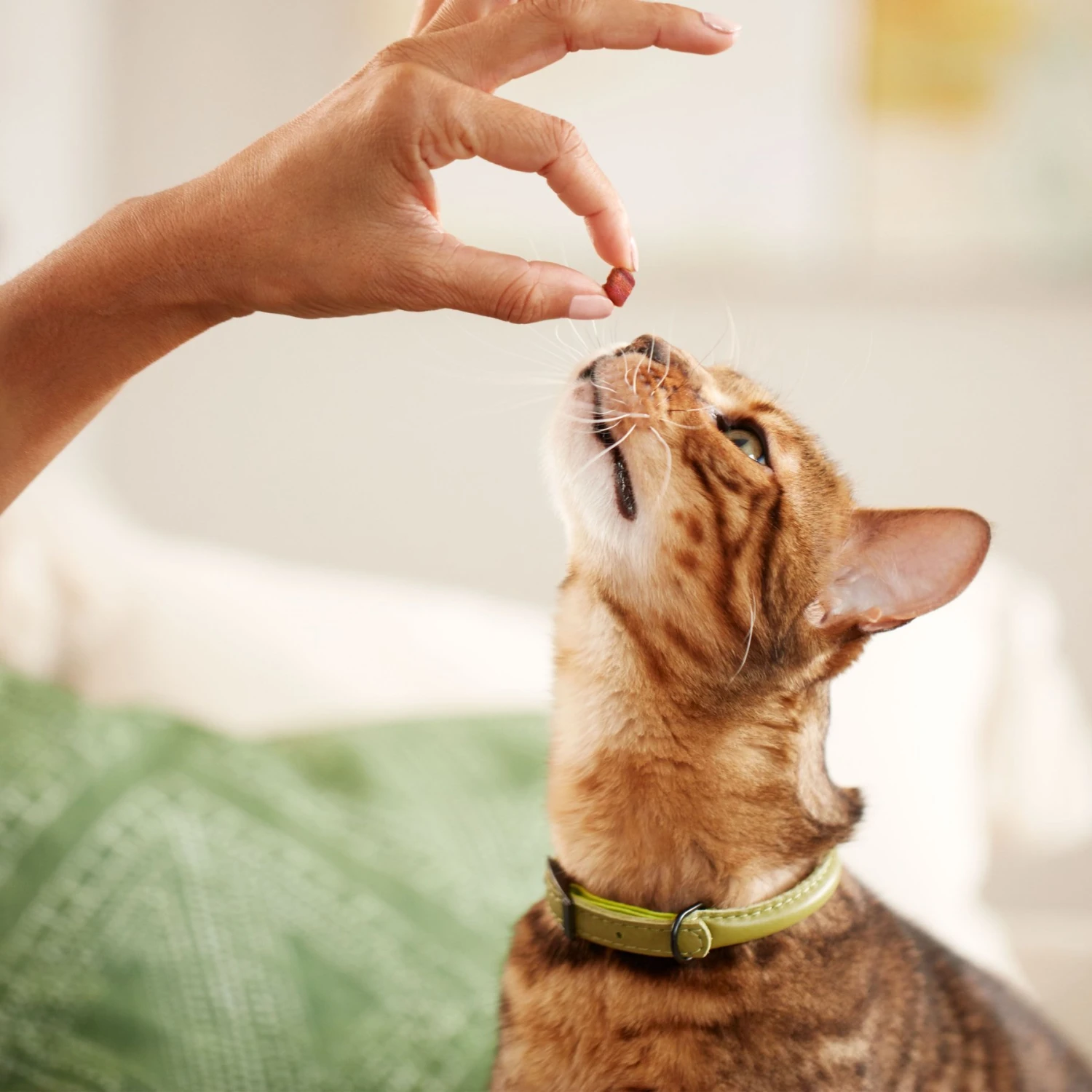 Rachael Ray Nutrish Soft Spots Tuna Cat Treats 7 Rachael Ray Nutrish Soft Spots Tuna Cat Treats - Image 5