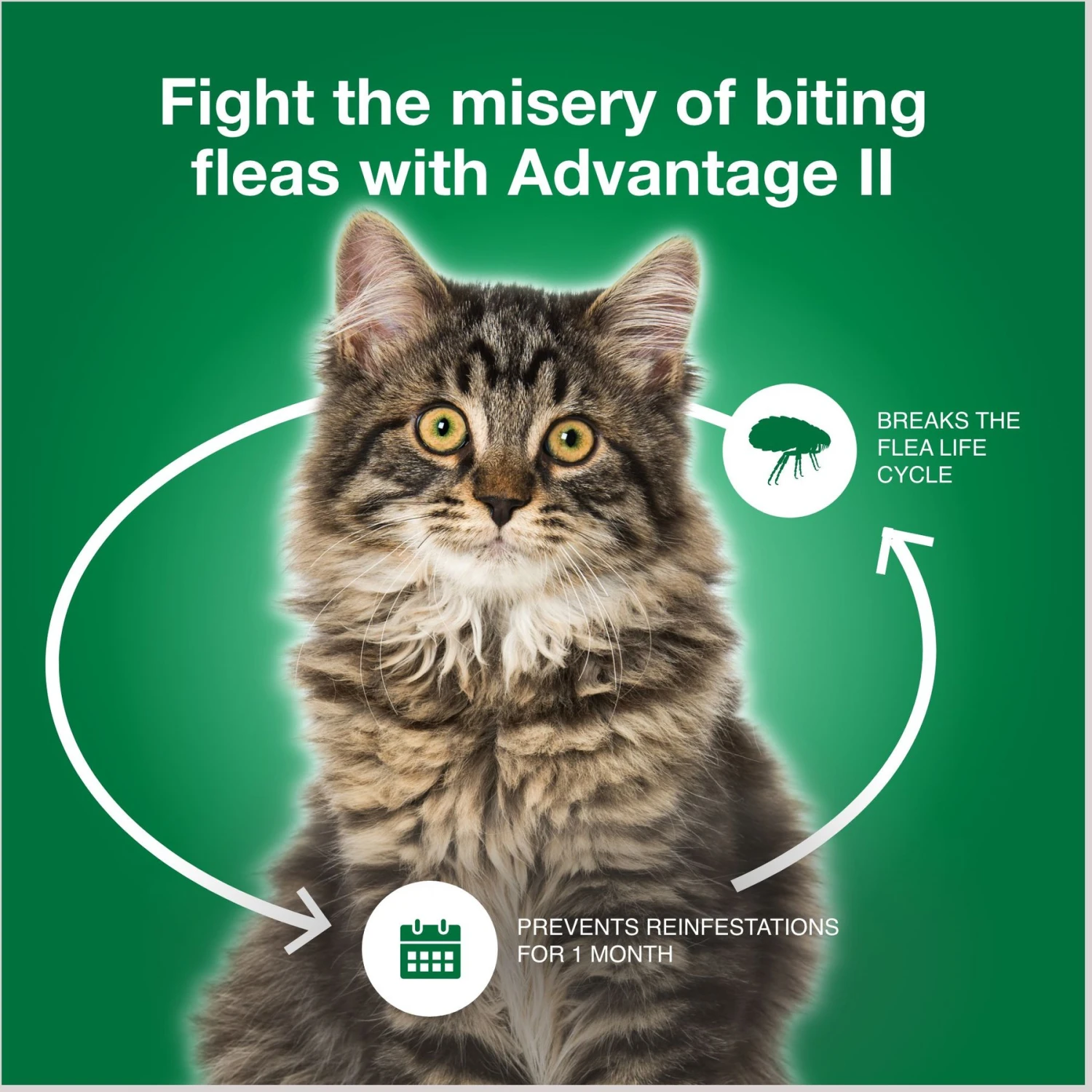 Advantage II Flea Spot Treatment For Cats, Over 9 Lbs 9 Advantage II Flea Spot Treatment For Cats, Over 9 Lbs - Image 7
