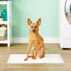 MidWest Dry Paws Training & Floor Protection Pads 8 MidWest Dry Paws Training & Floor Protection Pads -Trixie || Catit || Nature's Miracle Shop 74987 PT1. AC SS1800 V1558555380