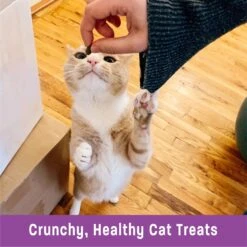 Wellness Kittles Natural Grain-Free Salmon & Cranberries Crunchy Cat Treats -Trixie || Catit || Nature's Miracle Shop 75340 PT4. AC SS1800 V1618873013