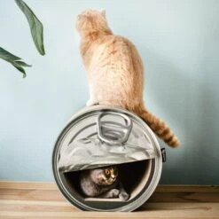 District 70 CAN Perfect Hiding Spot Funny Cat Scratcher, Grey 18 District 70 CAN Perfect Hiding Spot Funny Cat Scratcher, Grey -Trixie || Catit || Nature's Miracle Shop 762118 PT7. AC SS1800 V1675868094